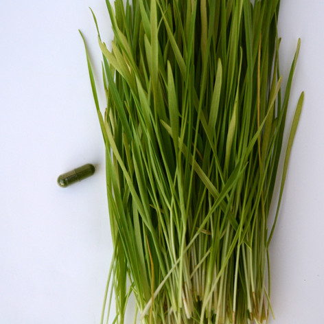 PREMIUM LINE - Freeze-dried wheatgrass juice in a VEGAN capsule - 42 days dose package