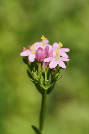 Bach 4 Centaury (Tintaura)