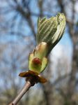Bach 7 Chestnut Bud (Castan Salbatic)