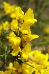 Bach 13 Gorse (Orz Salbatic) 