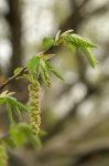 Bach 17 Hornbeam (Carpen)