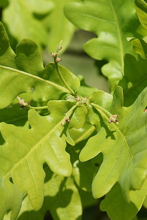 Bach 22 Oak (Stejar) 