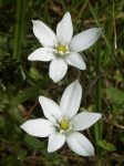 Bach 29 Star of Bethlehem (Balusca)