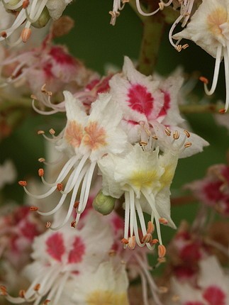 BACH 35  WHITE CHESTNUT ( CASTAN ALB)